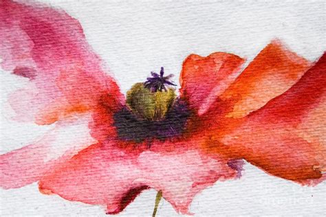 Backdrop Painting - Watercolor Poppy flower by Regina Jershova | Flower ...