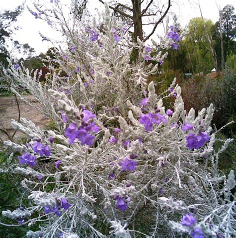 Eremophila nivea | Wholesale Nursery - Nurseries in Melbourne, Sydney & Brisbane | Plantmark