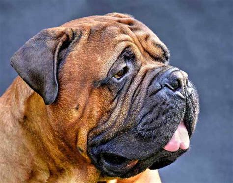 Bull Mastiff Skin Problems | Treatment and Prevention