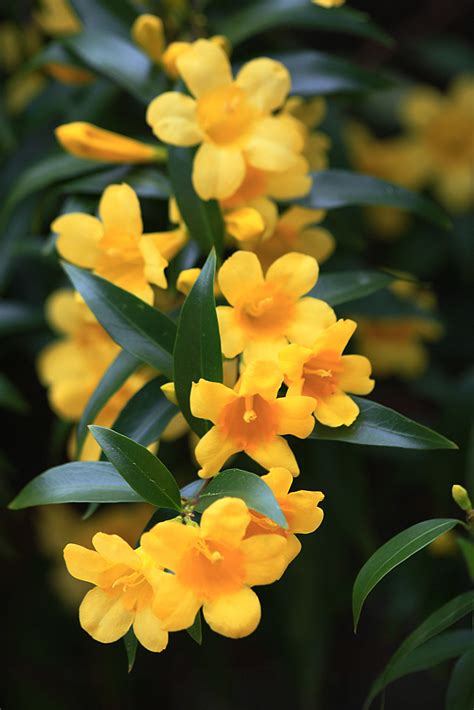 Yellow Jasmine - South Carolina State Flower | Seth Berry | Flickr