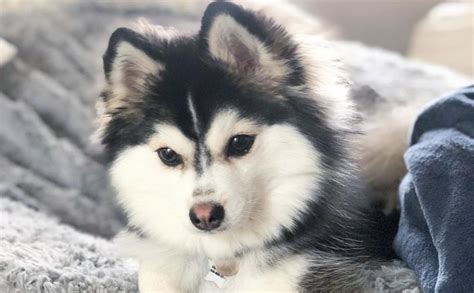 Pomsky - 12 Surprising Facts About Pomeranian Husky Mix | Pomeranian ...