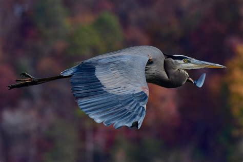 Great Blue Heron | Audubon Field Guide