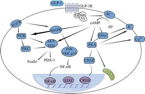 The GLP-1/GLP-1R signaling pathway in cells. | Download Scientific Diagram