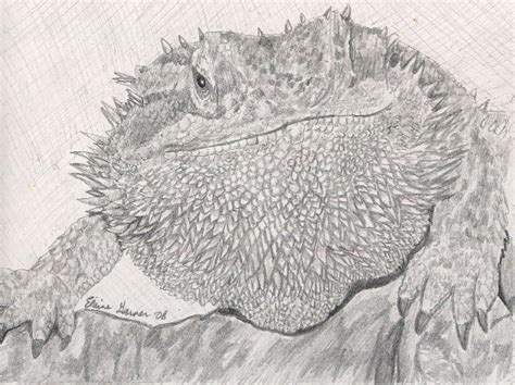 Bearded Dragon in Pencils by whuffie on DeviantArt