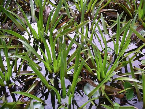 File:Water soldier plants.JPG - Wikipedia