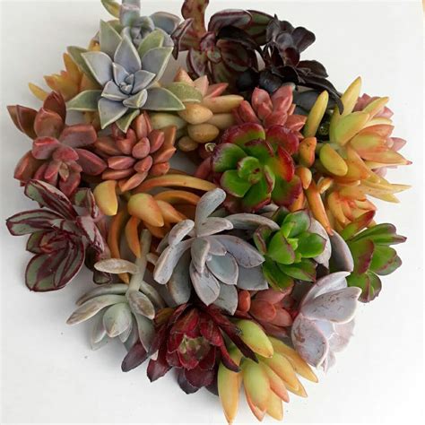 SucculentsStore - Etsy