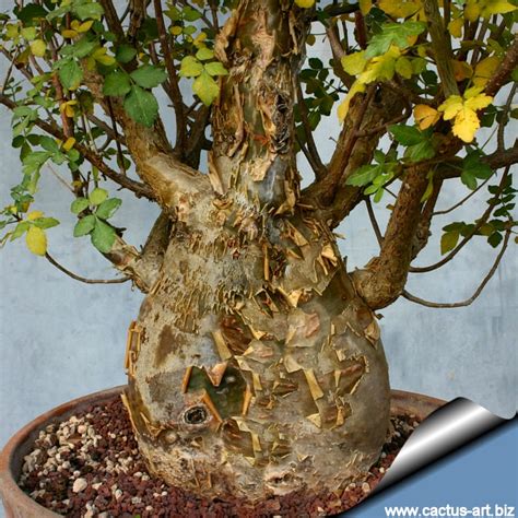 GUMBO LIMBO TREE ~ Big 1gal Plants ~ Bursera simaruba BONSAI | eBay