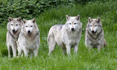 10 Incredible Wolf Facts - WikiPoint - Wiki Point