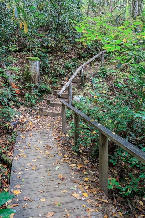 The Ancient Forest At Joyce Kilmer Memorial Forest In North Carolina Is ...