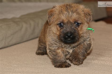 Norfolk Terrier puppy for sale near Salt Lake City, Utah | 15ddebb2-7f81