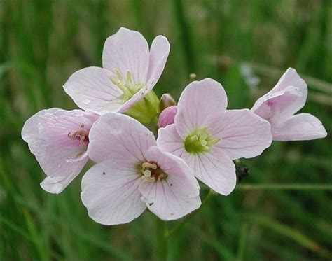 Nova Scotia's provincial flower - the Mayflower | May flowers, Nature ...