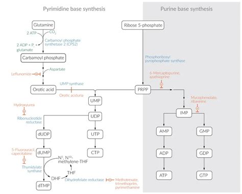 Salvage Pathway: Purine and Pyrimidine Nucleotide Synthesis