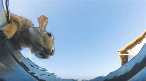 This underwater view of animals drinking from a bucket is oddly fascinating ...