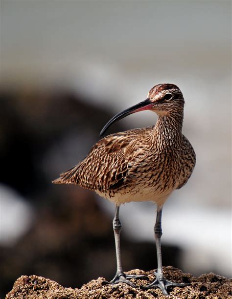 Gambar : hewan, margasatwa, paruh, fauna, merapatkan, burung-burung ...