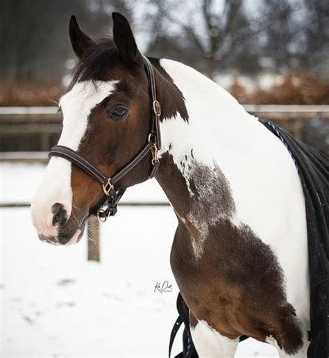 Pin by Pinner on Pinto Horses | Pinto horse, American paint horse, Wild horses photography