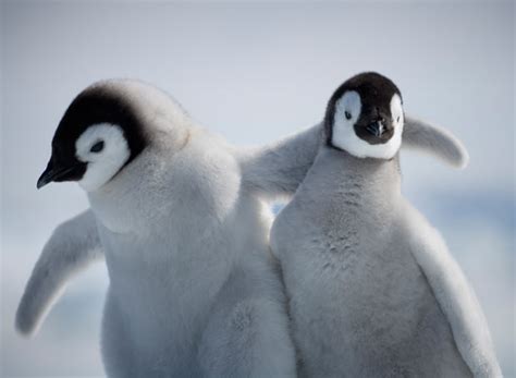 Penguins are our Friends. - Penguins Photo (37399965) - Fanpop