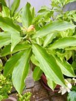 6 Potent Insulin Plant Benefits and Uses (Backed by Science) | Balcony Garden Web