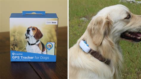 Tractive dog GPS collar review: Great budget tracking collar - Reviewed