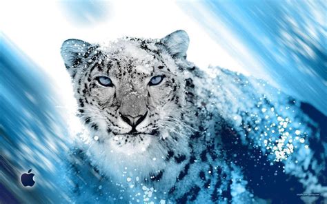 Snow Leopard Backgrounds - Wallpaper Cave