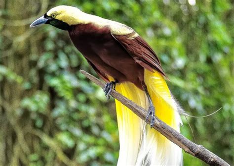 Gambar Burung Cendrawasih Hitam Putih – Caribes.net