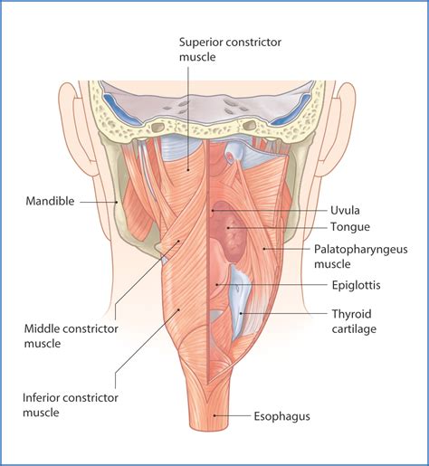 Pharynx and Larynx | Basicmedical Key