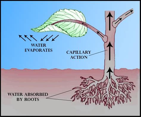 Root Pressure Diagram