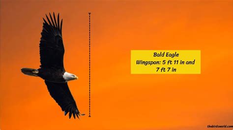 Wingspan Of All Eagles Explained: And Compared With Others?