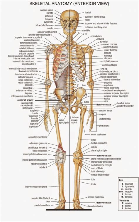 Quick Tips: How to Estimate the Chronological Age of a Human Skeleton