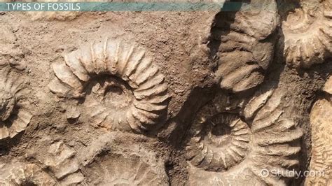 How Do Paleontologists Determine The Age Of Fossils: Unraveling Earths Ancient Secrets