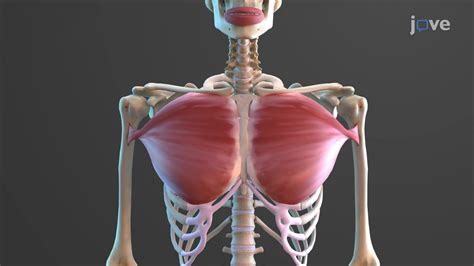 Fascicle Arrangement in Skeletal Muscles | Anatomy and Physiology | JoVe