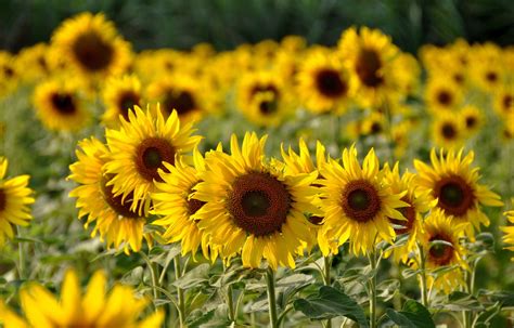 Visiting the Sunflower Fields of Saraburi - BKK Kids