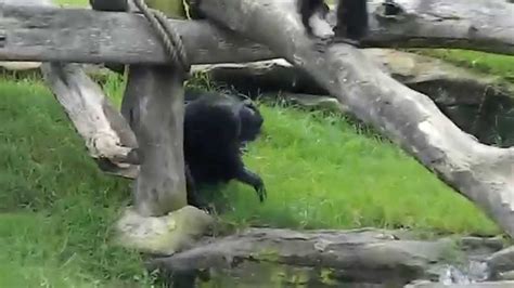 Chimpanzees fighting - YouTube