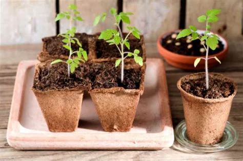 How to Grow Cherry Tomatoes Indoors - An Easy Guide | Indoor Garden Nook