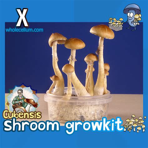 Magic Mushroom Grow Kits - Psilocybin Mushrooms | Worldwide Delivery