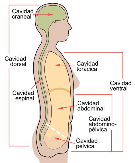 Cavidad abdominal - Wikipedia, la enciclopedia libre