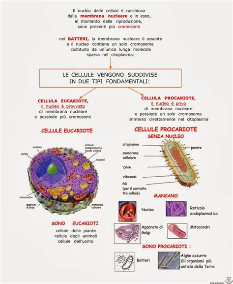 Paradiso delle mappe: Le cellule eucariote e procariote | Scienza ...