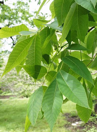 Pignut Hickory Tree