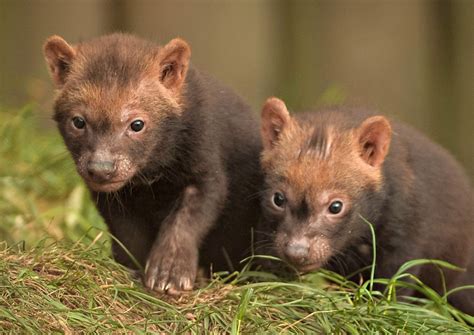 Tiny Squeals Reveal Bush Dog Pups in Underground Den - ZooBorns