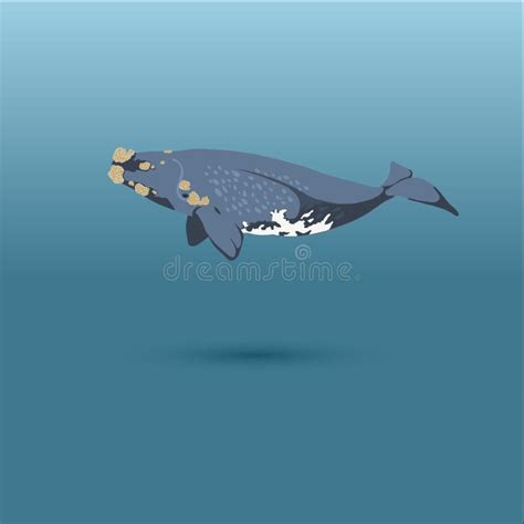 Right Whale Whale Vector Realistic Flat Illustration Stock Vector - Illustration of fish, animal ...