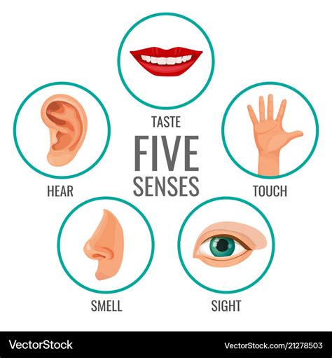 Five senses of human perception poster icons Vector Image