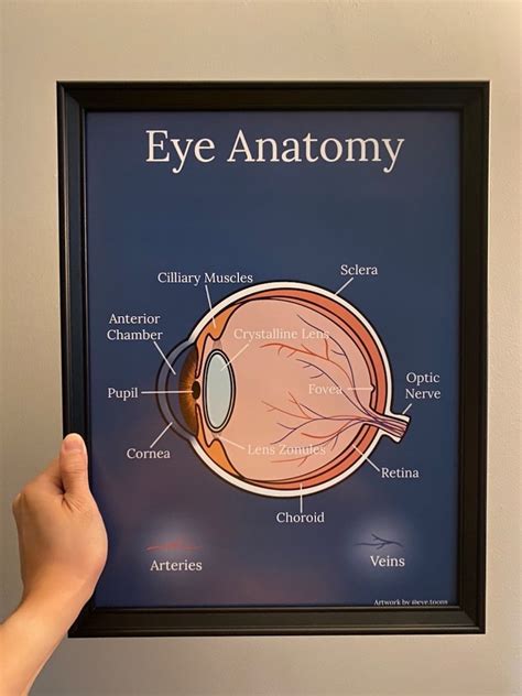 Optometry Wall Art Eye Anatomy - Etsy