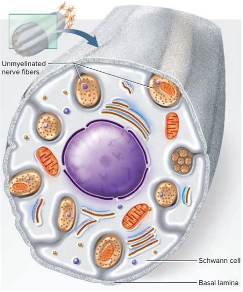 Nervous System - Central and Peripheral Nervous System Function