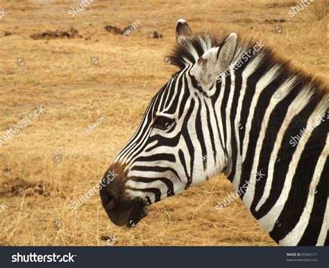 Zebra Head Close-Up On The Side Stock Photo 85003171 : Shutterstock