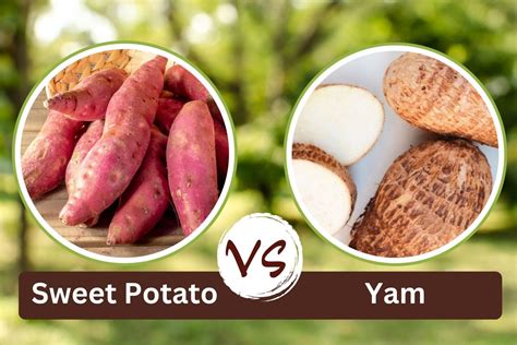 Sweet Potato vs Yam: Explore the differences