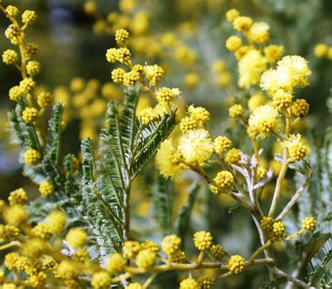 Silver Wattle - Victorian Native Seed