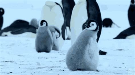 30 Pingüinos que te harán reír a carcajadas | Gifmaniacos.es