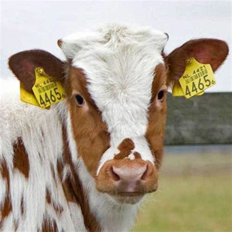 Cattle Ear Tags, Large Plastic Livestock Ear Tags for Sheep Cattle Calf Hog with Number 001-100/ ...