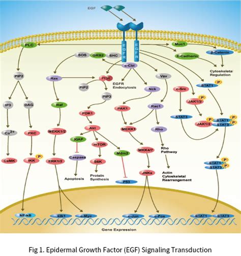 Epidermal Growth Factor (EGF) Signaling Transduction