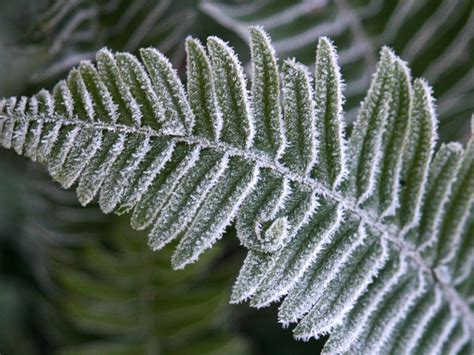 Cold Hardy Ferns That Can Withstand Winter Weather | Gardening Know How