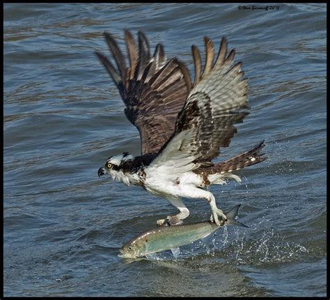 Recent Images 2018/_8SB8113 osprey catching fish